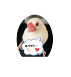 白文鳥のしろちゃんのコメント（個別スタンプ：20）