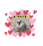 白文鳥のしろちゃんのコメント（個別スタンプ：23）