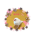 白文鳥のしろちゃんのコメント（個別スタンプ：24）