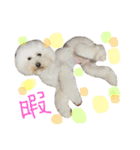 ほっしゃん君スタンプ（個別スタンプ：8）