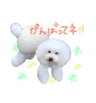 ほっしゃん君スタンプ（個別スタンプ：13）