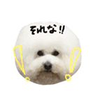 ほっしゃん君スタンプ（個別スタンプ：19）