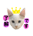 我が家のぺっと達（個別スタンプ：1）