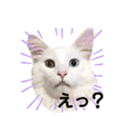 我が家のぺっと達（個別スタンプ：4）
