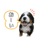 我が家のぺっと達（個別スタンプ：10）