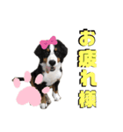 我が家のぺっと達（個別スタンプ：13）