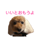 かわいいわんころちゃん（個別スタンプ：2）