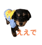 かわいいわんころちゃん（個別スタンプ：5）