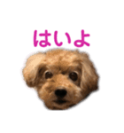 かわいいわんころちゃん（個別スタンプ：13）