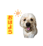 アロハの日常スタンプ（個別スタンプ：1）