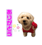アロハの日常スタンプ（個別スタンプ：3）
