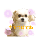 トロと小春（個別スタンプ：6）