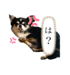 トロと小春（個別スタンプ：7）