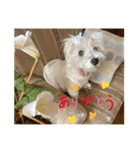 ウエスティcoco娘パート2（個別スタンプ：13）