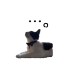 そっけない犬と猫たちスタンプ（個別スタンプ：5）
