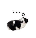 そっけない犬と猫たちスタンプ（個別スタンプ：6）