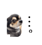 そっけない犬と猫たちスタンプ（個別スタンプ：9）