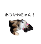 そっけない犬と猫たちスタンプ（個別スタンプ：11）