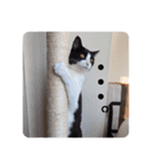 そっけない犬と猫たちスタンプ（個別スタンプ：12）