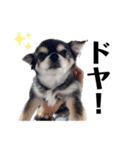 そっけない犬と猫たちスタンプ（個別スタンプ：13）