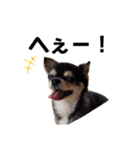 そっけない犬と猫たちスタンプ（個別スタンプ：14）