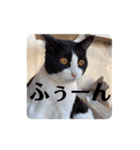 そっけない犬と猫たちスタンプ（個別スタンプ：15）