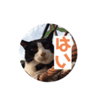 そっけない犬と猫たちスタンプ（個別スタンプ：16）