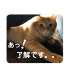 キスケ様②（個別スタンプ：4）