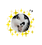 ねこたんさんすたんぷ（個別スタンプ：2）