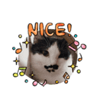 ねこたんさんすたんぷ（個別スタンプ：7）
