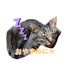 飼い猫ちょこちゃん（個別スタンプ：1）