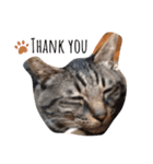 飼い猫ちょこちゃん（個別スタンプ：3）