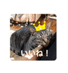 飼い猫ちょこちゃん（個別スタンプ：4）