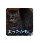 飼い猫ちょこちゃん（個別スタンプ：6）