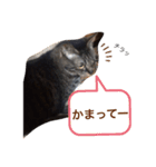飼い猫ちょこちゃん（個別スタンプ：7）