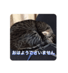 飼い猫ちょこちゃん（個別スタンプ：8）