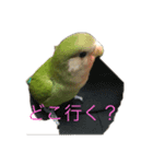 ピーちゃん＆コムギ   スタンプ（個別スタンプ：4）