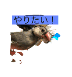 ピーちゃん＆コムギ   スタンプ（個別スタンプ：8）