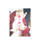 猫の日常的あいさつ！（個別スタンプ：9）