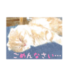 猫の日常的あいさつ！（個別スタンプ：12）