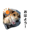 我が家の愉快な犬達（個別スタンプ：2）
