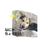 我が家の愉快な犬達（個別スタンプ：3）