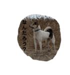 我が家の愉快な犬達（個別スタンプ：4）