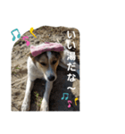 我が家の愉快な犬達（個別スタンプ：5）