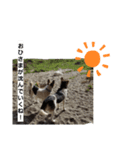 我が家の愉快な犬達（個別スタンプ：7）