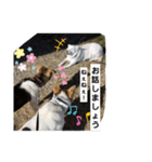 我が家の愉快な犬達（個別スタンプ：8）