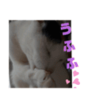 三毛猫ちゃんモアナ3（個別スタンプ：3）