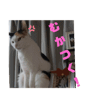 三毛猫ちゃんモアナ3（個別スタンプ：9）