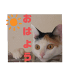 三毛猫ちゃんモアナ3（個別スタンプ：38）