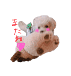赤ちゃんプードルのラテちゃん2（個別スタンプ：15）
